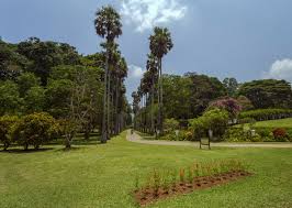 Image result for шри ланка королевский ботанический сад