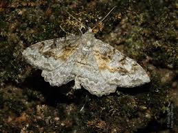 Attēlu rezultāti vaicājumam “Alcis repandata”