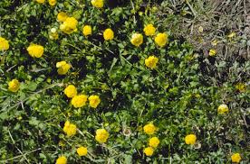 Attēlu rezultāti vaicājumam “Ranunculus repens flower”