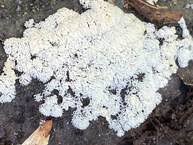 Attēlu rezultāti vaicājumam “Badhamia affinis spores”