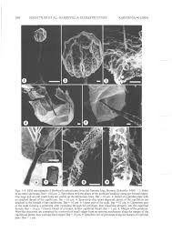 Attēlu rezultāti vaicājumam “Barbeyella minutissima spores”