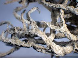 Attēlu rezultāti vaicājumam “Evernia mesomorpha”