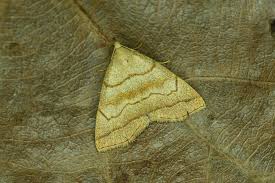 Attēlu rezultāti vaicājumam “Herminia tarsicrinalis”