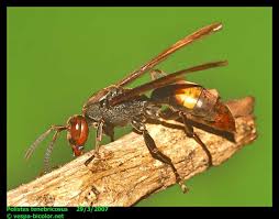 Attēlu rezultāti vaicājumam “Polistes”