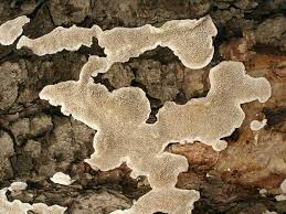 Attēlu rezultāti vaicājumam “Cinereomyces lindbladii”