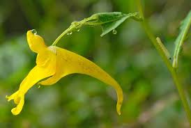 Attēlu rezultāti vaicājumam “Impatiens noli-tangere”