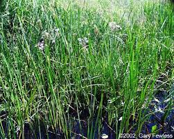 Attēlu rezultāti vaicājumam “Butomus umbellatus”