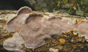 Attēlu rezultāti vaicājumam “Perenniporia subacida”