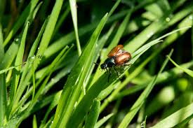 Attēlu rezultāti vaicājumam “Phyllopertha horticola”
