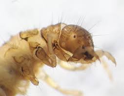 Attēlu rezultāti vaicājumam “Chaetopteryx villosa”