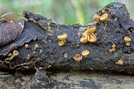 Attēlu rezultāti vaicājumam “Hymenoscyphus sp.”