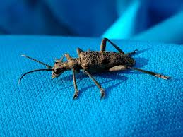 Attēlu rezultāti vaicājumam “Rhagium mordax”