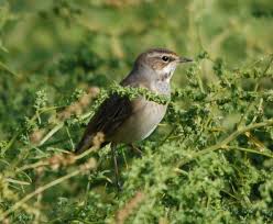 Attēlu rezultāti vaicājumam “Luscinia svecica”