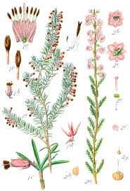 Attēlu rezultāti vaicājumam “Ericaceae”