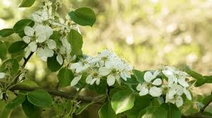 Attēlu rezultāti vaicājumam “Pyrus pyraster”