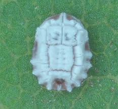 Attēlu rezultāti vaicājumam “Aleurochiton aceris nymph”