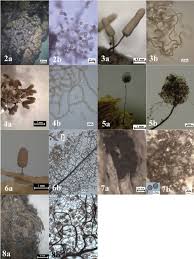 Attēlu rezultāti vaicājumam “Enerthenema papillatum stalked”