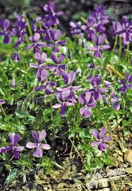Image result for Viola cornuta