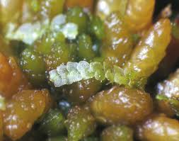 Attēlu rezultāti vaicājumam “Calypogeia sphagnicola”