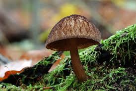 Attēlu rezultāti vaicājumam “Pluteus umbrosus”