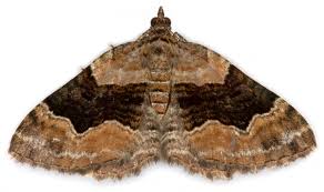 Attēlu rezultāti vaicājumam “Xanthorhoe quadrifasiata”