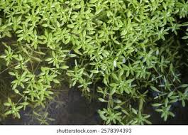 Attēlu rezultāti vaicājumam “Callitriche verna leaf”