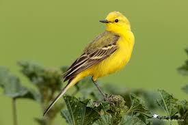 Attēlu rezultāti vaicājumam “Motacilla flava flava”