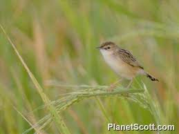 Image result for Cisticola juncidis