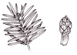 Attēlu rezultāti vaicājumam “Taxus baccata female flower”