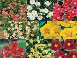 Attēlu rezultāti vaicājumam “Helianthemum x hybridum”
