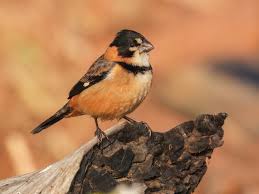 Attēlu rezultāti vaicājumam “Collaria sp.”