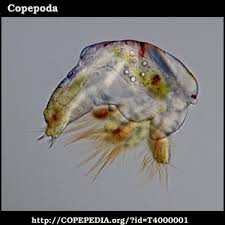 Attēlu rezultāti vaicājumam “Copepoda”