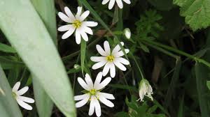 Attēlu rezultāti vaicājumam “Stellaria holostea flower”