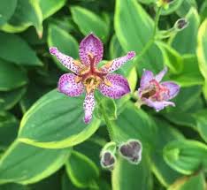 Image result for Tricyrtis `Black Beauty`