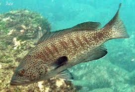 Image result for Mycteroperca olfax