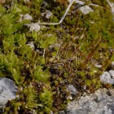 Attēlu rezultāti vaicājumam “Encalypta streptocarpa sporophyte”