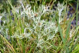 Attēlu rezultāti vaicājumam “Gnaphalium uliginosum leaf”