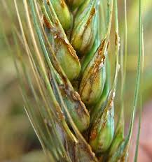 Attēlu rezultāti vaicājumam “Puccinia agrostidis”