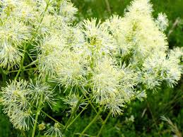 Attēlu rezultāti vaicājumam “Thalictrum lucidum”