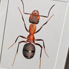 Attēlu rezultāti vaicājumam “Badhamia melanospora stalked”