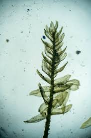 Attēlu rezultāti vaicājumam “Eurhynchiastrum pulchellum”