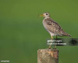 Image result for Bartramia longicauda