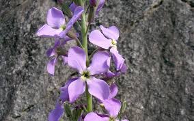 Image result for Levkoje