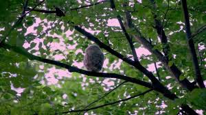 Attēlu rezultāti vaicājumam “Strix aluco juvenile”