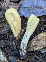 Attēlu rezultāti vaicājumam “Clavariadelphus pistillaris”