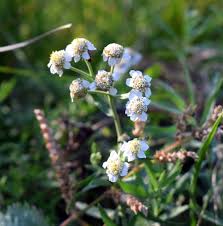 Attēlu rezultāti vaicājumam “Achillea salicifolia flower”