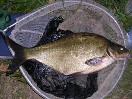 Image result for Abramis brama