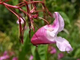 Image result for Impatiens glandulifera