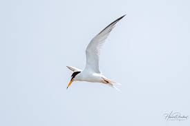 Attēlu rezultāti vaicājumam “Sternula albifrons”