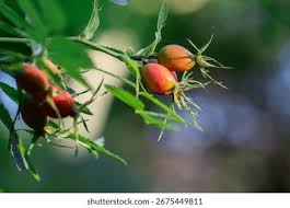 Attēlu rezultāti vaicājumam “Rosa majalis fruit”